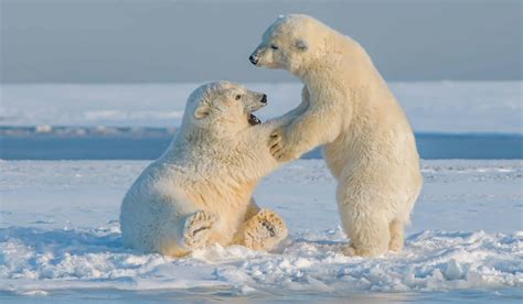 que cache l'ours polaire|ours polaire rechauffement climatique.